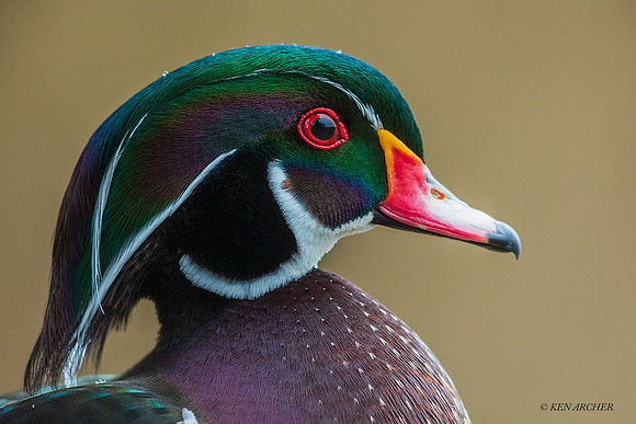 WDDK01499 - Wood Duck