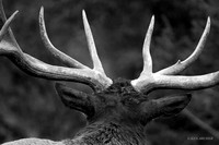 EK01744 - Rocky Mountain Elk