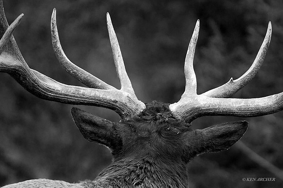 EK01744 - Rocky Mountain Elk