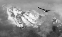 BE19142bw - Bald Eagle