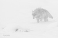 GW01072 - Gray Wolf