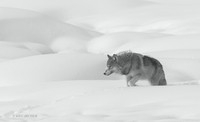 GW01688 - Gray Wolf BW