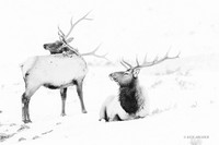 EKWR02834 - Rocky Mountain Elk