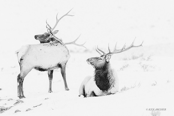 EKWR02834 - Rocky Mountain Elk