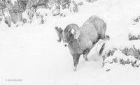 BHWR02569bw - Bighorn Sheep