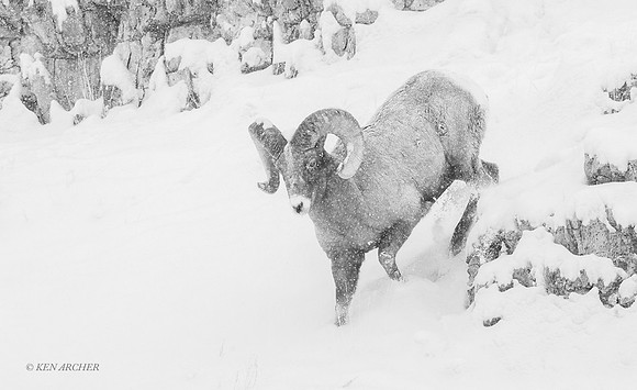 BHWR02569bw - Bighorn Sheep