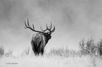 EK05733bw - Rocky Mountain Elk
