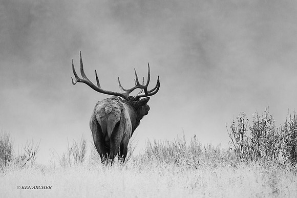 EK05733bw - Rocky Mountain Elk
