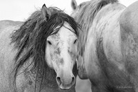 WHSB01244bw - Wild Horse Sand Wash basin