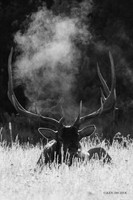 EK02493bw - Rocky Mountain Elk
