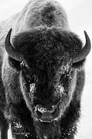 BNWR01268 - Bison