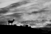 RMEK01450bw - Rock Mountain Elk