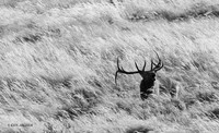 EK12641bw - Rocky Mountain Elk