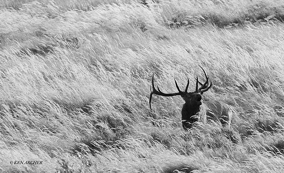 EK12641bw - Rocky Mountain Elk