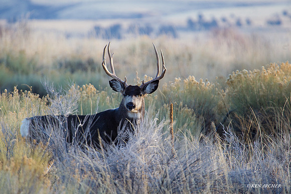 MLDR01432 Mule Deer