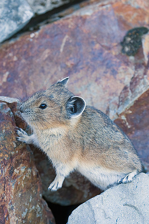 Pika - PA00046