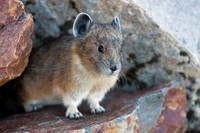 Pika - PA00030