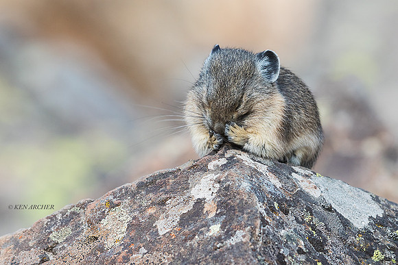 PA00180 - Pika