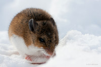 Deer Mouse - DMS00062