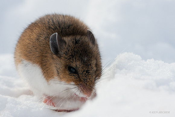 Deer Mouse - DMS00062