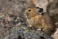 Pika - PA00014