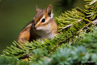 Chipmonk - CHMK00078