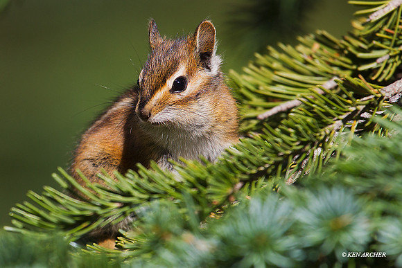 Chipmonk - CHMK00078