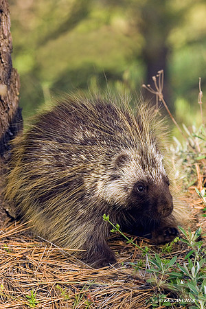 Porcupine - PE00018