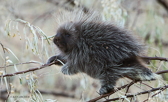 PE00215 - Porcupine