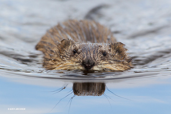 NMMR00006 - Muskrat