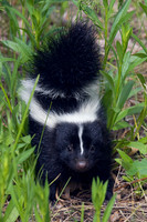 Striped Skunk Kit - STSK00001