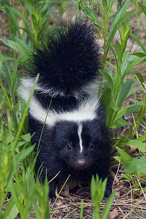 Striped Skunk Kit - STSK00001