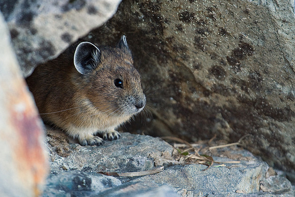 Pika - PA00031