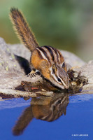 CHMK00112 - Townsend's Chipmonk
