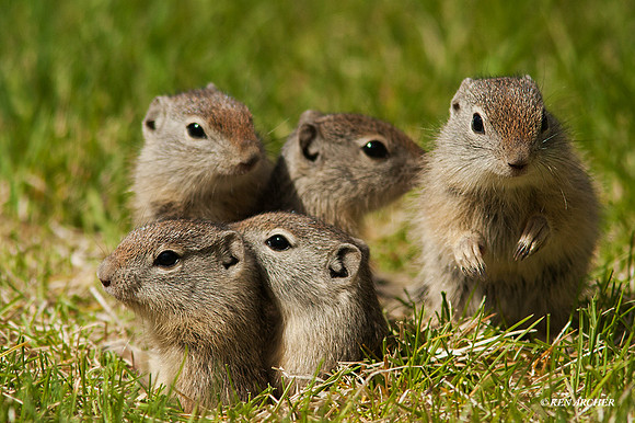 GDSQ00002 - Belding's Ground Squirrel