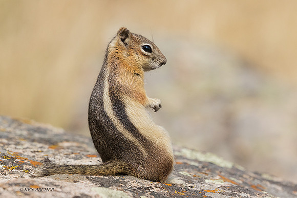 GMGS00070 - Golden-mantled Ground Squirrel