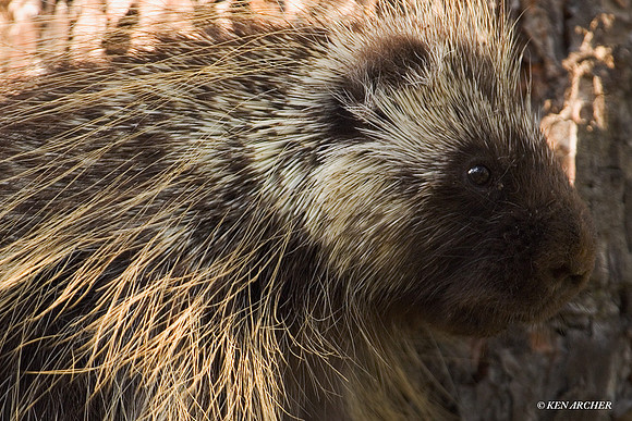 PE00051 Porcupine