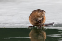 MT00255 - Muskrat