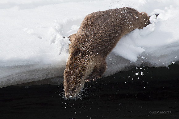 RO00874 - River Otter
