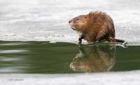 MT00155 - Muskrat