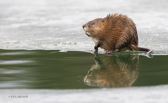MT00155 - Muskrat