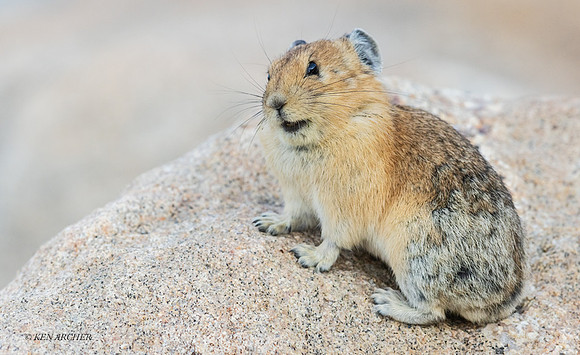 PA00332 - Pika