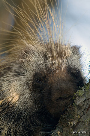 Porcupine - PE00010