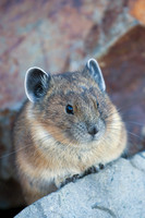 Pika - PA00039