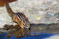 CHMK00122 - Townsend's Chipmonk