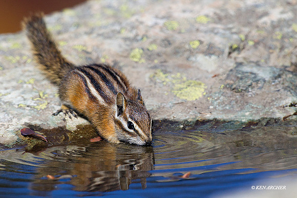 CHMK00122 - Townsend's Chipmonk
