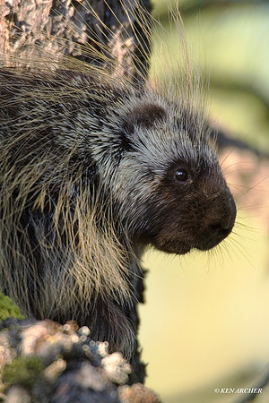 Porcupine - PE00009