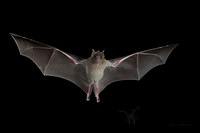 AZLB00182 - Lesser Long-nosed Bat