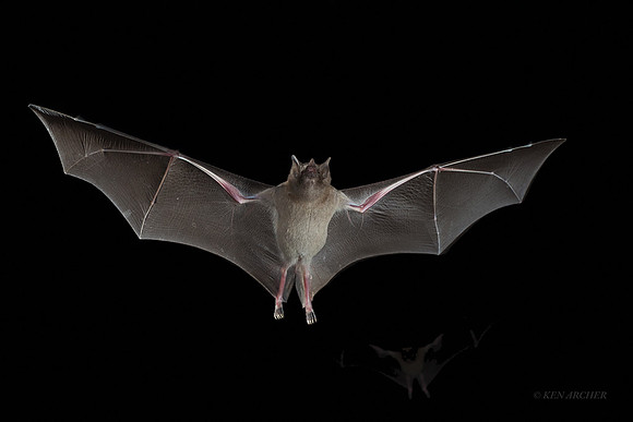 AZLB00182 - Lesser Long-nosed Bat