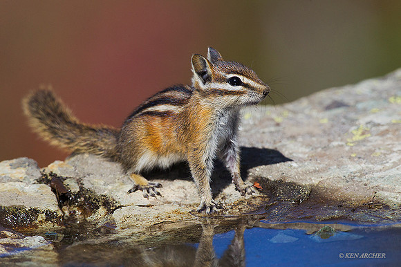 CHMK00121 - Townsend's Chipmonk
